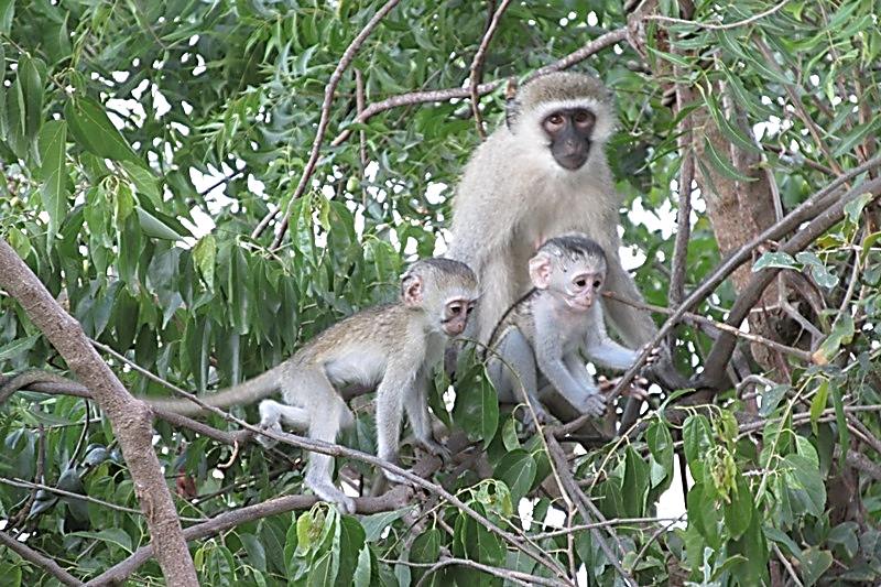 monkeys in kenya