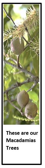 macadamia trees in kenya