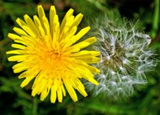 dandelion flower in kenya