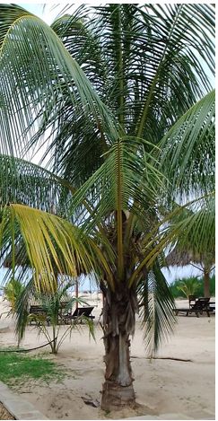 palm tree in kenya