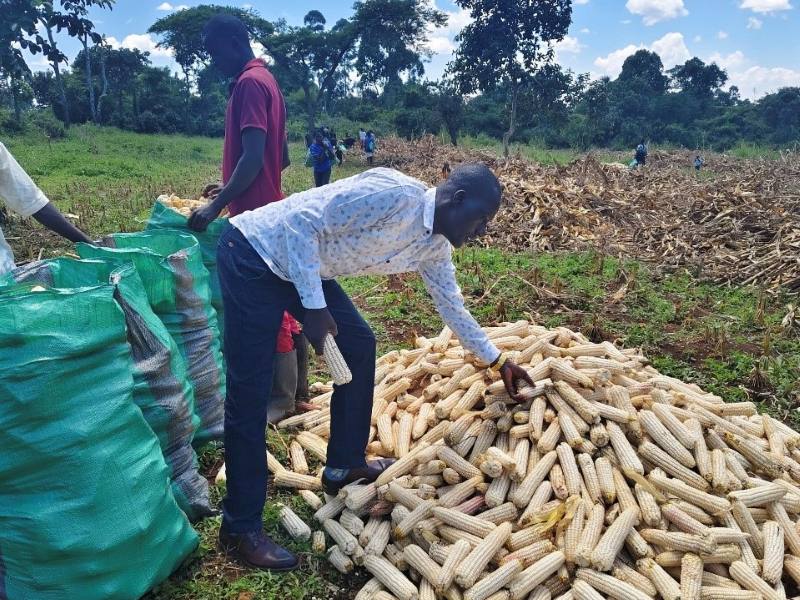 maize harvest in kenya